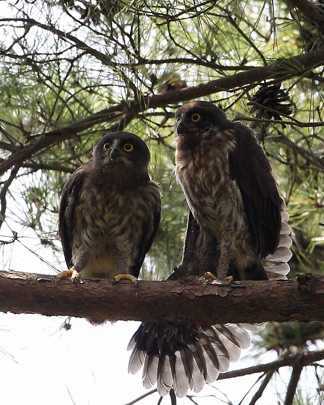 可愛いアオバズク幼鳥_e0330871_09193636.jpg