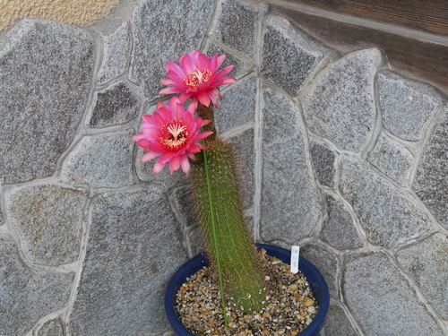 e0308080_15291730.jpg