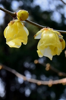 c0229483_21232934.jpg