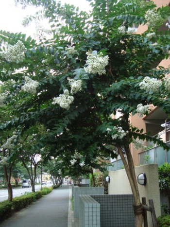 b0207284_1125350.jpg