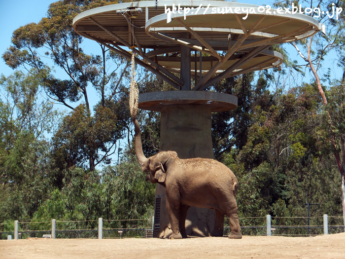 サンディエゴ動物園へ行って来ました。 : カリフォルニアの広い空、と