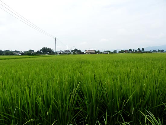 8月8日の田んぼ(上目黒小・枝野小)_d0247484_12491721.jpg