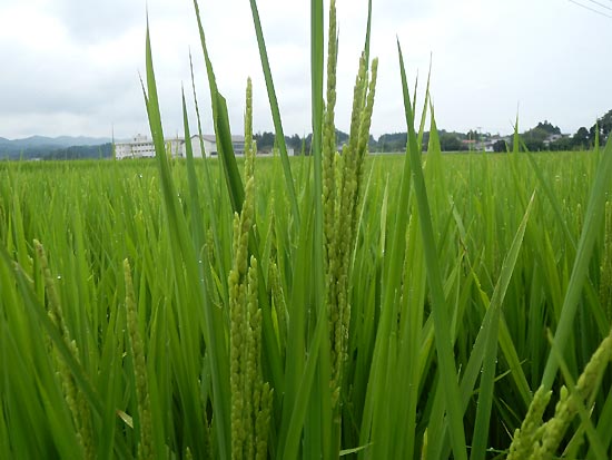 8月8日の田んぼ(上目黒小・枝野小)_d0247484_12504159.jpg
