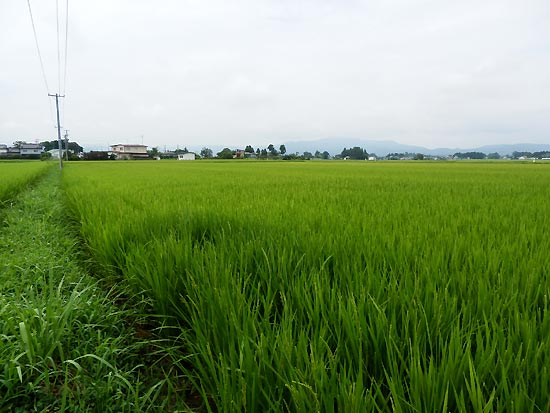 8月8日の田んぼ(上目黒小・枝野小)_d0247484_12534123.jpg