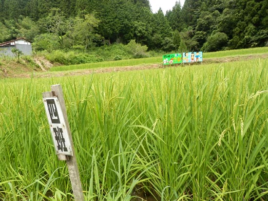 ８月８日の田んぼ（月光原小・西根小）_d0247484_16161044.jpg