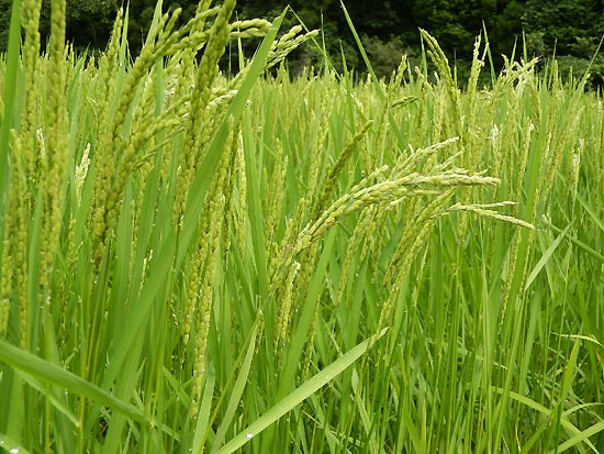 8月8日の田んぼ(月光原小・西根小)_d0247484_16194284.jpg