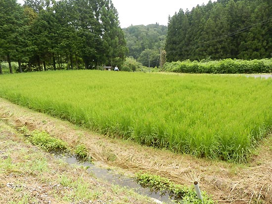 8月8日の田んぼ(月光原小・西根小)_d0247484_16221170.jpg