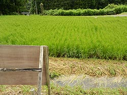 8月8日の田んぼ(月光原小・西根小)_d0247484_1623260.jpg