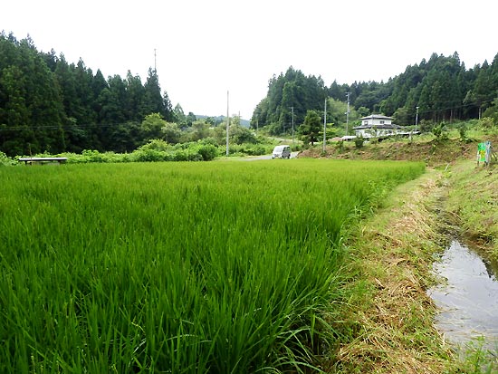 8月8日の田んぼ(月光原小・西根小)_d0247484_16233037.jpg