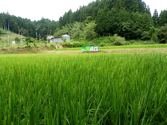 8月8日の田んぼ(月光原小・西根小)_d0247484_1624071.jpg