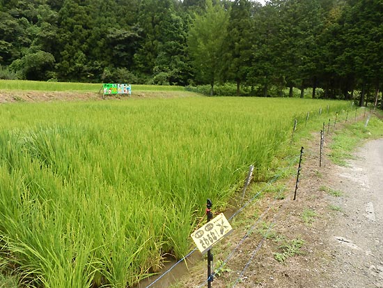 8月8日の田んぼ(月光原小・西根小)_d0247484_16255461.jpg