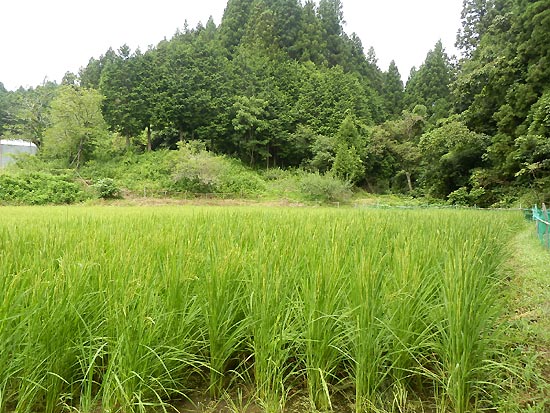 8月8日の田んぼ(月光原小・西根小)_d0247484_16262312.jpg