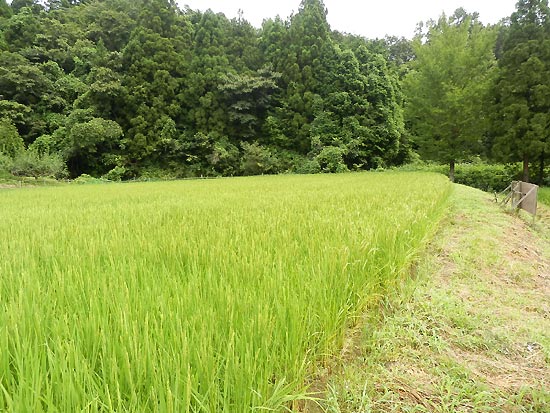 8月8日の田んぼ(月光原小・西根小)_d0247484_162758.jpg