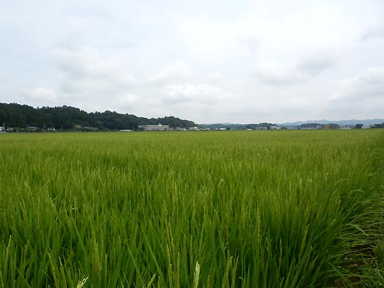 8月8日の田んぼ(緑ヶ丘小・北郷小)_d0247484_1724410.jpg
