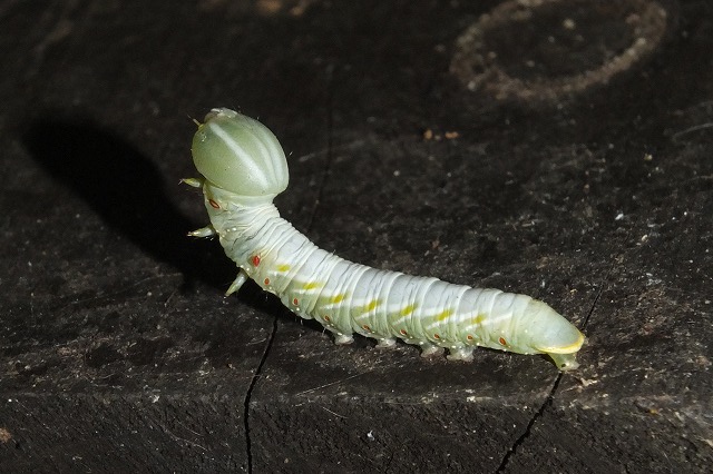 シャチホコガ科の幼虫 ２種 14 8 12 セダカシャチホコ ホソバシャチホコ 舞岡公園の自然