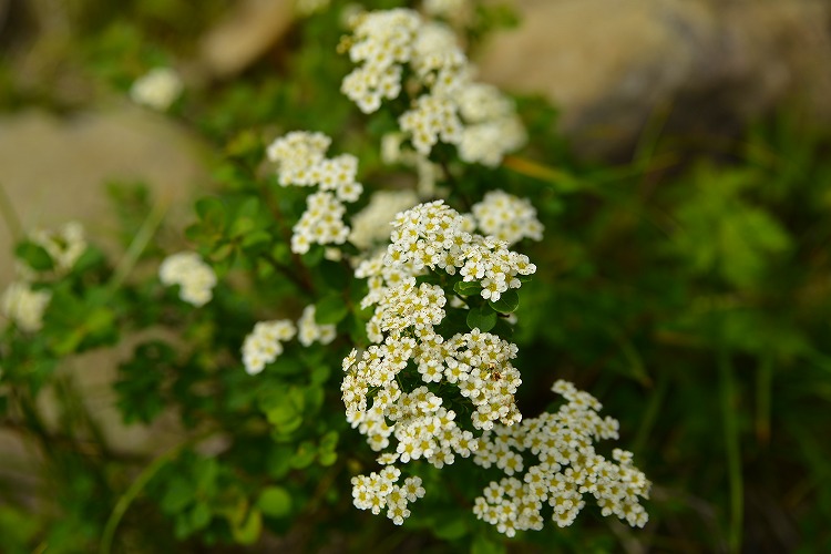 花いっぱいの八方尾根　「 天空の花園 partⅢ 」_b0255992_1439245.jpg