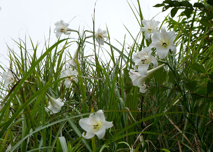 夏の百合、タカサゴユリ_b0145296_17584917.jpg