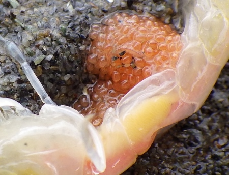 台風一過の浜乞食＠小松海岸_a0125598_21283272.jpg