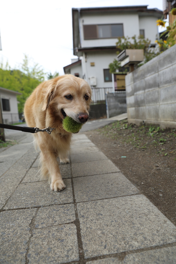 欲しいものの為ならば。_b0275998_10241282.jpg