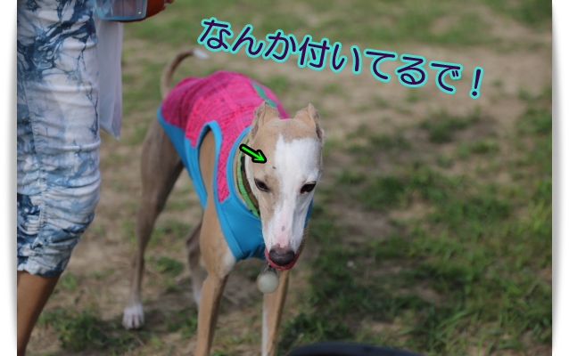 e0100007_8104098.jpg