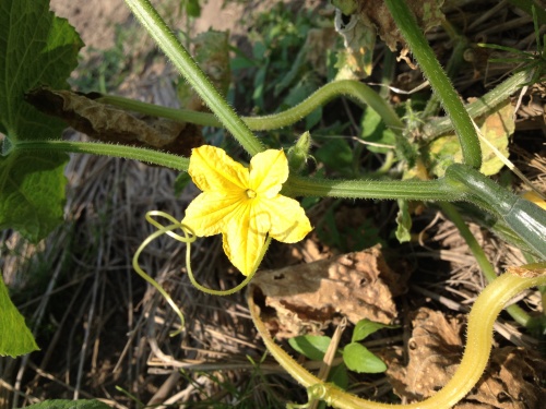 野菜の花にも_b0343311_16225959.jpg