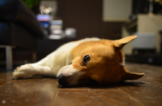 b0310424_13593739.jpg