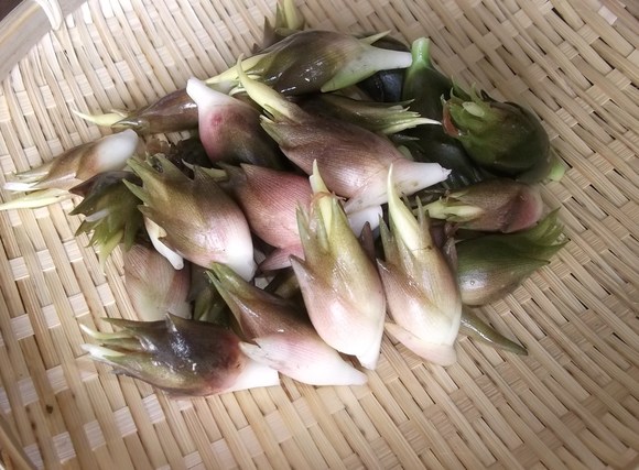 oh my God!....落花生をハクビシンが!_b0137932_14175630.jpg