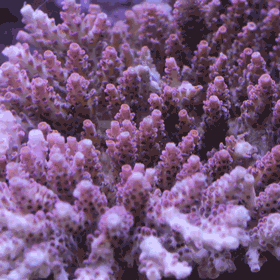 d0221436_2335679.gif