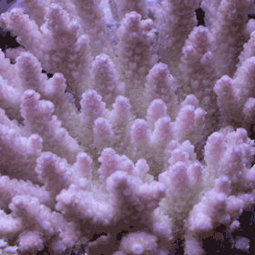 d0221436_235573.gif