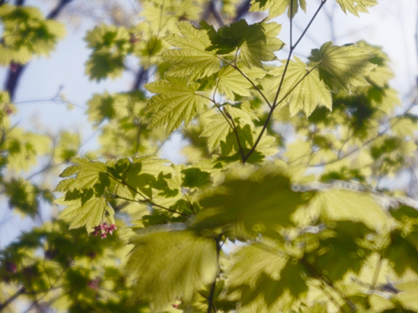 『2013/4/9の長久保都市緑化植物園　の３』_e0296043_23557.jpg