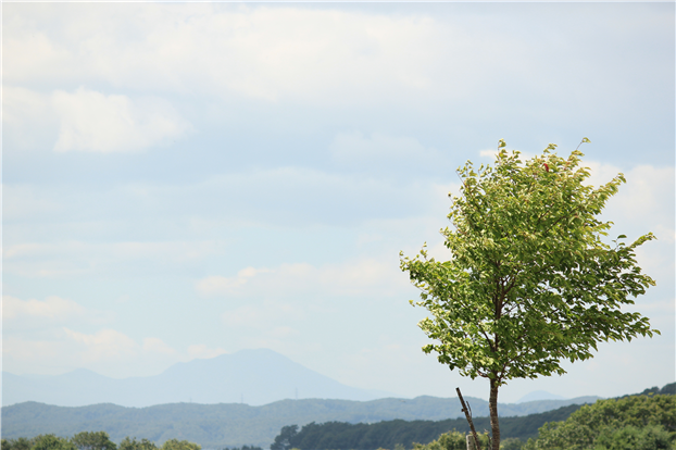 北海道の夏景色_a0104045_16533516.png