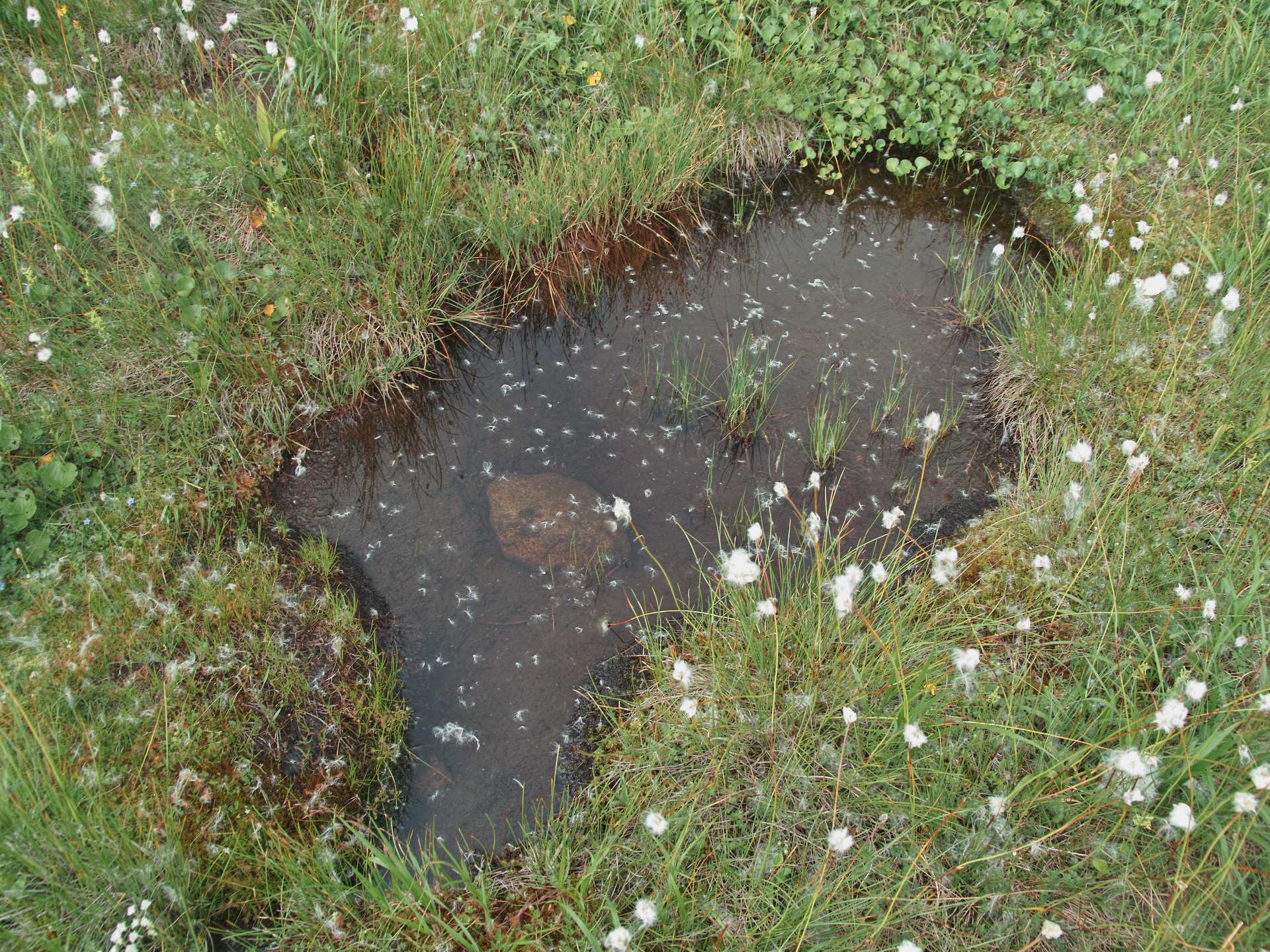 東北の秘湯と花:西吾妻山_c0008948_11364460.jpg