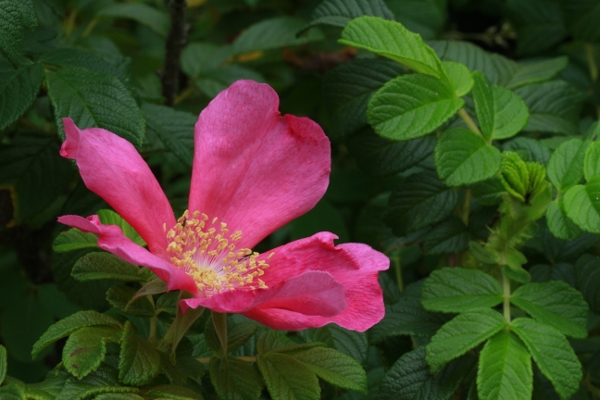 箱根湿生花園の花たち_a0120949_6373625.jpg