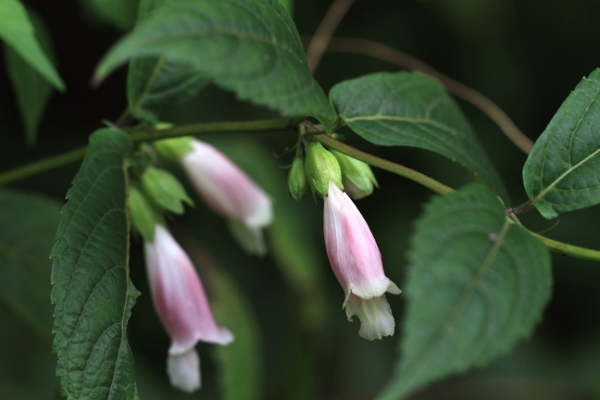 箱根湿生花園の花たち_a0120949_6381946.jpg