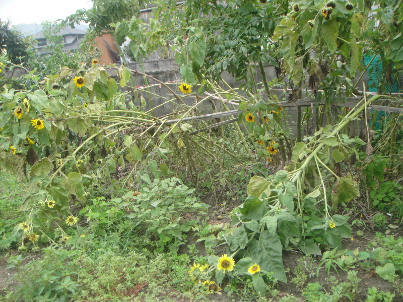 c0108460_17361067.jpg