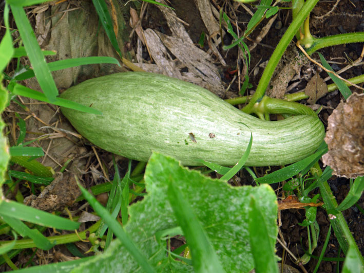 このへちまのような野菜 何か分かりますか 撮影8 12 北鎌倉湧水ネットワーク