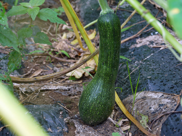 このへちまのような野菜 何か分かりますか 撮影8 12 北鎌倉湧水ネットワーク