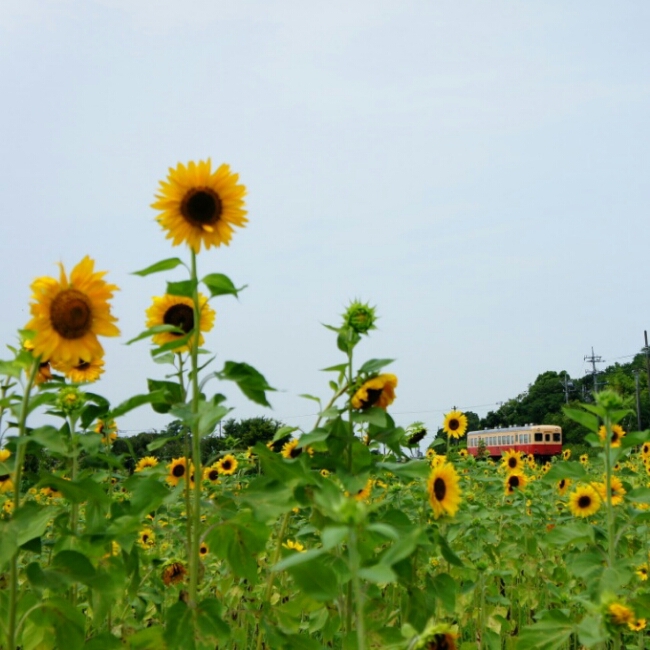 今日も小湊鉄道_b0192470_195217.jpg