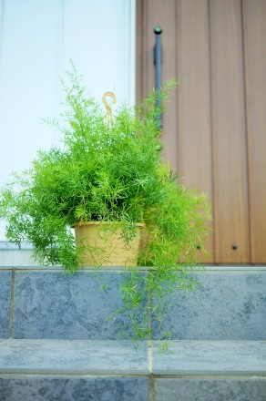 さわやかなアスパラガス スプレンゲリーの植替え グリーンのある暮らし さわやかなアスパラガス スプレンゲリーの植替え グリーンのある暮らし
