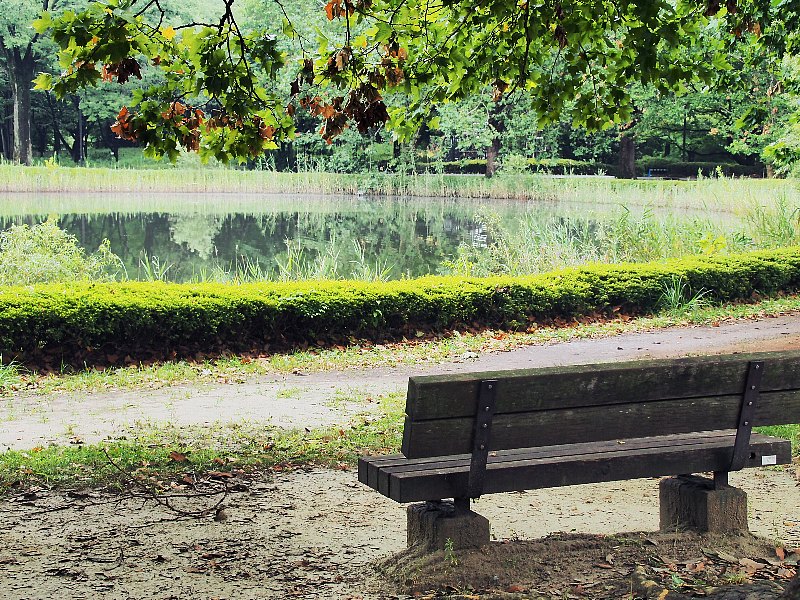 雨上がりの公園　緑もしっとり_d0316677_21350112.jpg