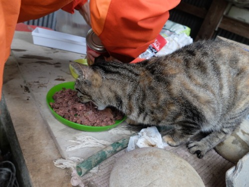 晴れのち雨 4：猫補給_a0180681_2325131.jpg