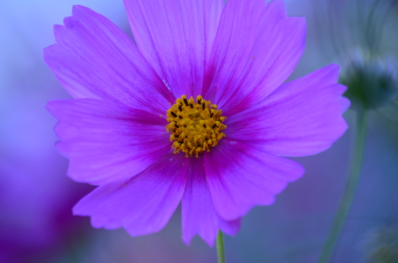 a0288500_7563776.jpg