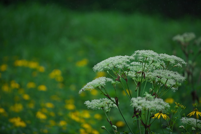 飛騨市からの帰り道で撮った他の花の写真をアップします_f0000502_221614.jpg