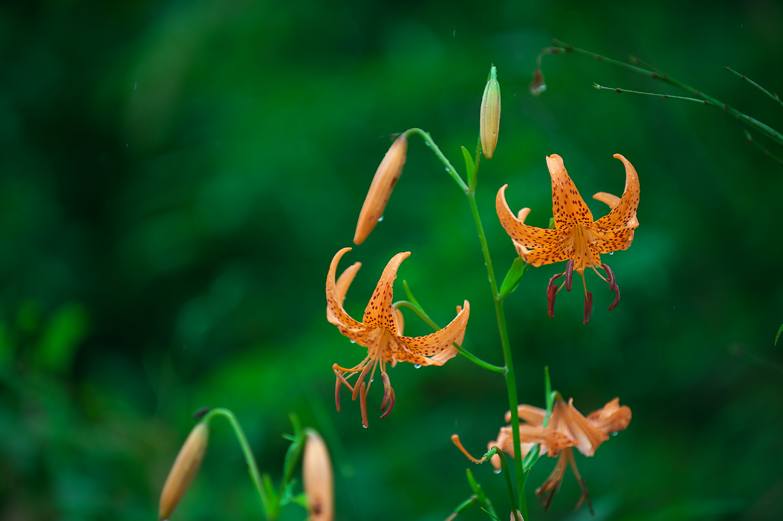 飛騨市からの帰り道で撮った他の花の写真をアップします_f0000502_22174356.jpg