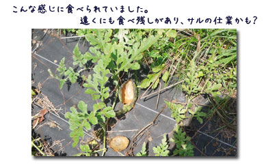 ブルーベリーの収穫_c0051105_23431654.jpg
