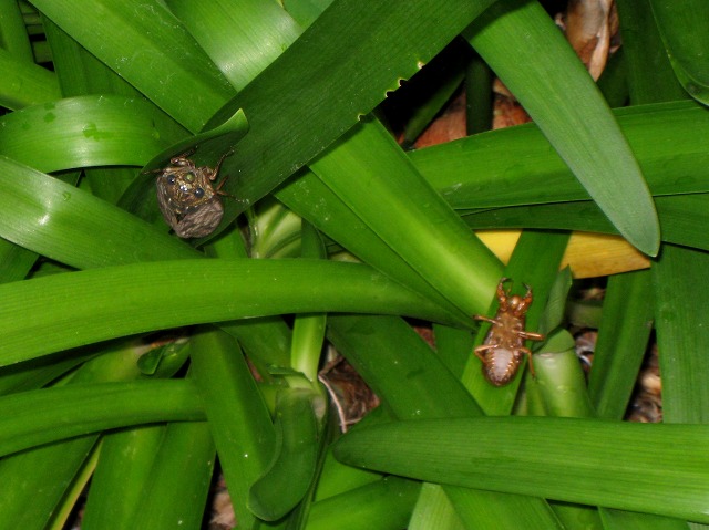 e0117318_17203917.jpg