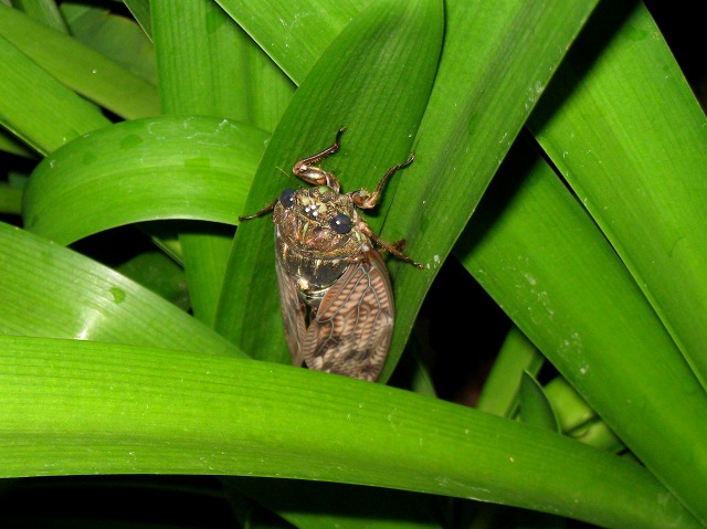 e0117318_1720507.jpg