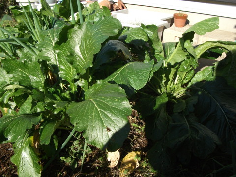 a0279321_14311139.jpg