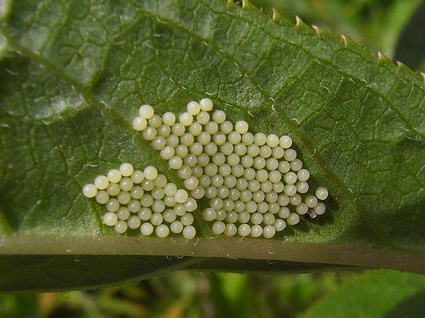 浅間山系のコヒョウモンモドキ（産卵）_c0045352_9135424.jpg