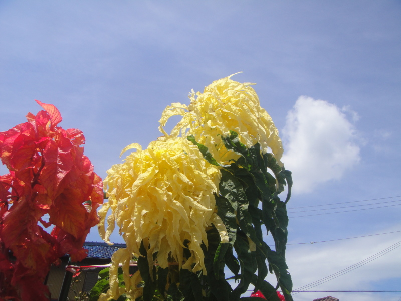 c0108460_20482180.jpg